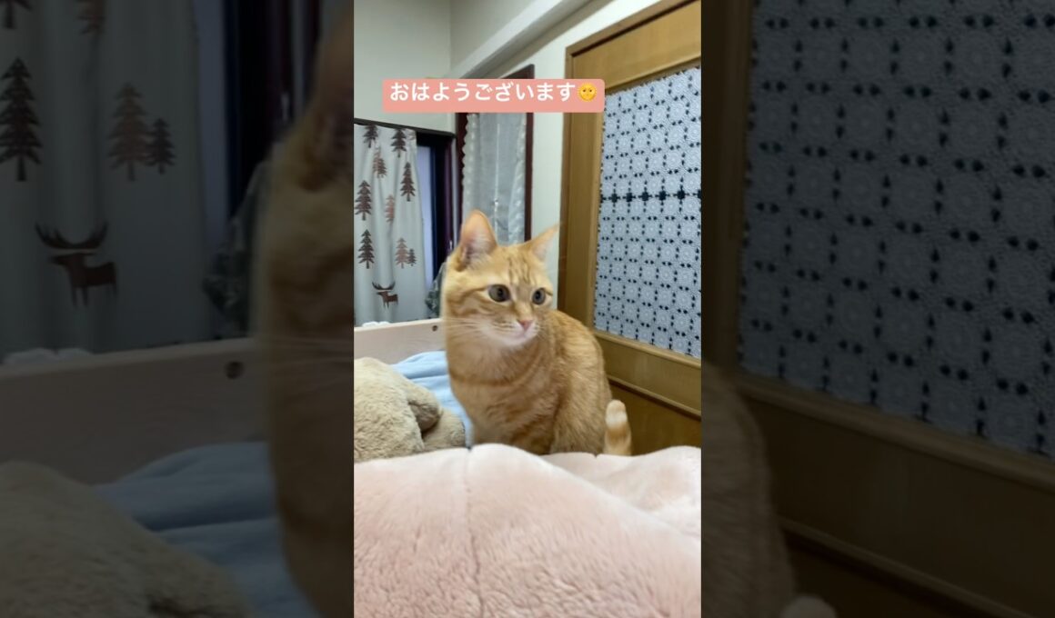 #shorts #猫shorts #catshorts #fyp #おすすめ #猫 #子猫 #cat #catlover #癒し #かわいい #猫のいる暮らし #猫好きさんと繋がりたい #癒しの猫時間