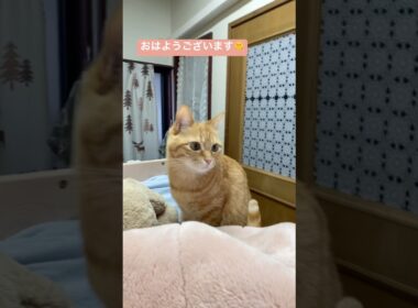 #shorts #猫shorts #catshorts #fyp #おすすめ #猫 #子猫 #cat #catlover #癒し #かわいい #猫のいる暮らし #猫好きさんと繋がりたい #癒しの猫時間