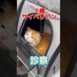 ワクチン接種をしに２歳のサイベリアンが動物病院にやって来た！