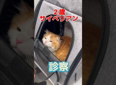 ワクチン接種をしに２歳のサイベリアンが動物病院にやって来た！