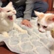 子猫が新しい家族になる先住猫と初対面したらまさかのこうなっちゃいました…