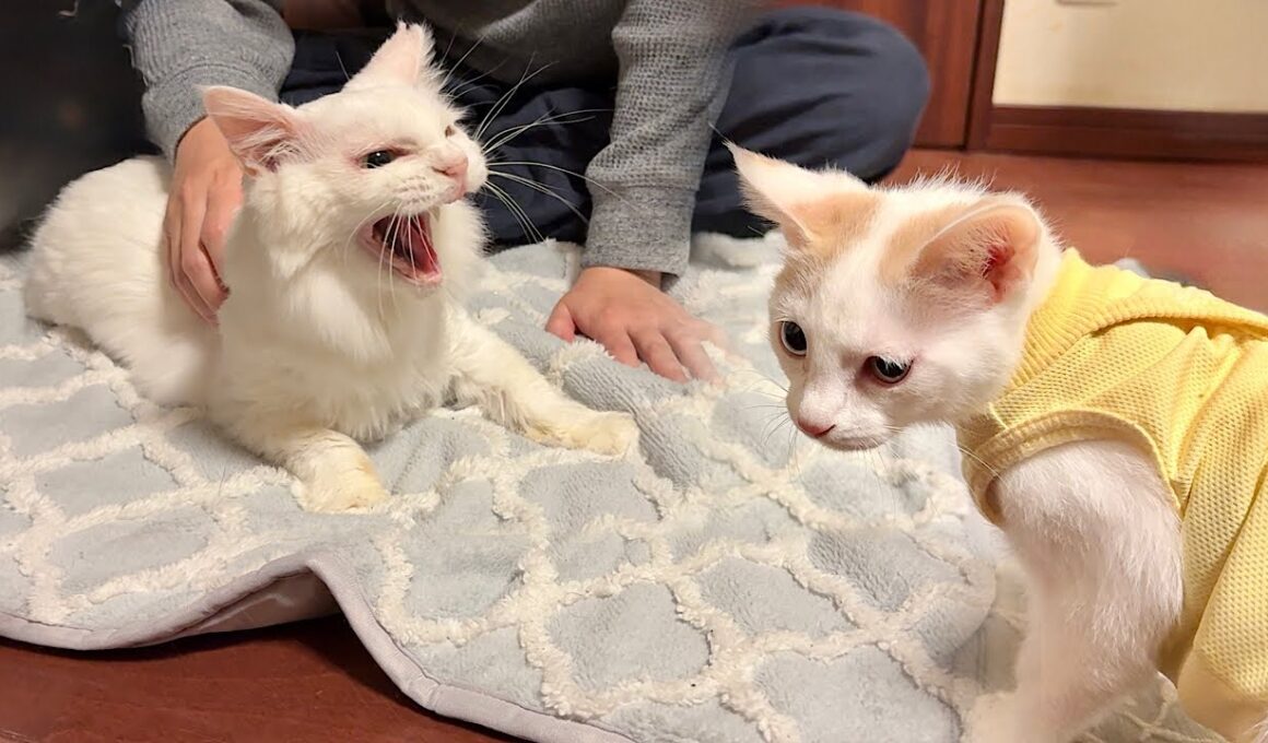 子猫が新しい家族になる先住猫と初対面したらまさかのこうなっちゃいました…