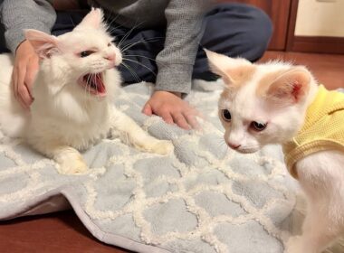 子猫が新しい家族になる先住猫と初対面したらまさかのこうなっちゃいました…