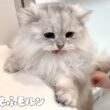 長毛猫ならではの事件です 【サイベリアン】