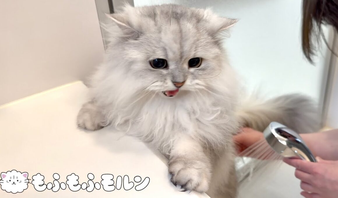 長毛猫ならではの事件です 【サイベリアン】