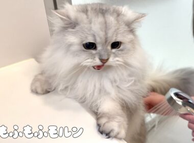 長毛猫ならではの事件です 【サイベリアン】