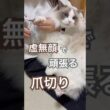 虚無顔で頑張るいっぺいの爪切りタイム😅💕#ラグドール #猫のいる暮らし #猫好きさんと繋がりたい #ねこ動画