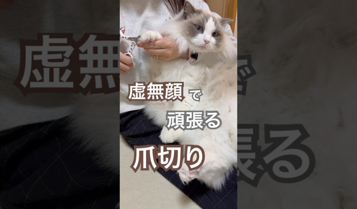 虚無顔で頑張るいっぺいの爪切りタイム😅💕#ラグドール #猫のいる暮らし #猫好きさんと繋がりたい #ねこ動画