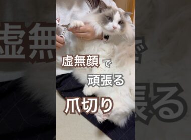 虚無顔で頑張るいっぺいの爪切りタイム😅💕#ラグドール #猫のいる暮らし #猫好きさんと繋がりたい #ねこ動画