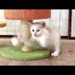 生後39日 まるで倍速再生に見える子猫【白玉ちゃん＆坊ちゃん＆たこやき君日記】Too hyped! Kitten moving in fast-forward.