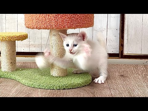 生後39日 まるで倍速再生に見える子猫【白玉ちゃん＆坊ちゃん＆たこやき君日記】Too hyped! Kitten moving in fast-forward.