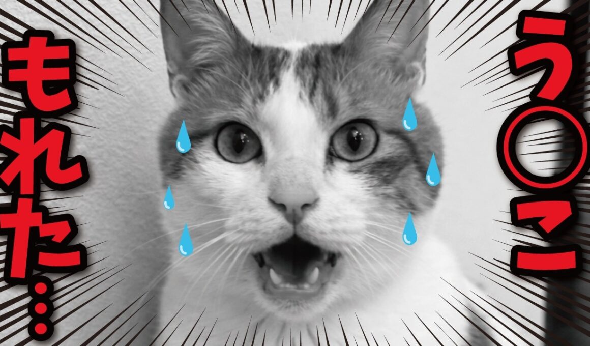 【悲報】猫おむつ履かせたら気がゆるんで肛門もゆるんでしまう…