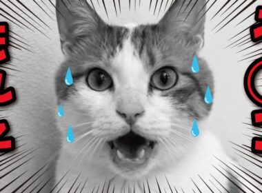 【悲報】猫おむつ履かせたら気がゆるんで肛門もゆるんでしまう…