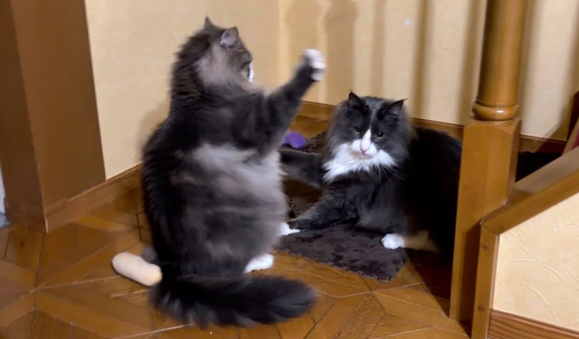 【ボクの場所‼︎】基地を取り合うもふ猫たちwwwノルウェージャンフォレストキャットとターキッシュアンゴラ