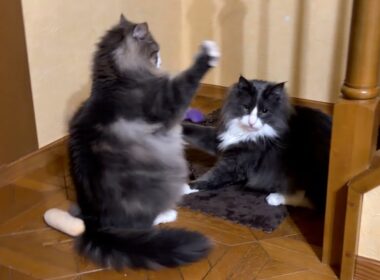 【ボクの場所‼︎】基地を取り合うもふ猫たちwwwノルウェージャンフォレストキャットとターキッシュアンゴラ