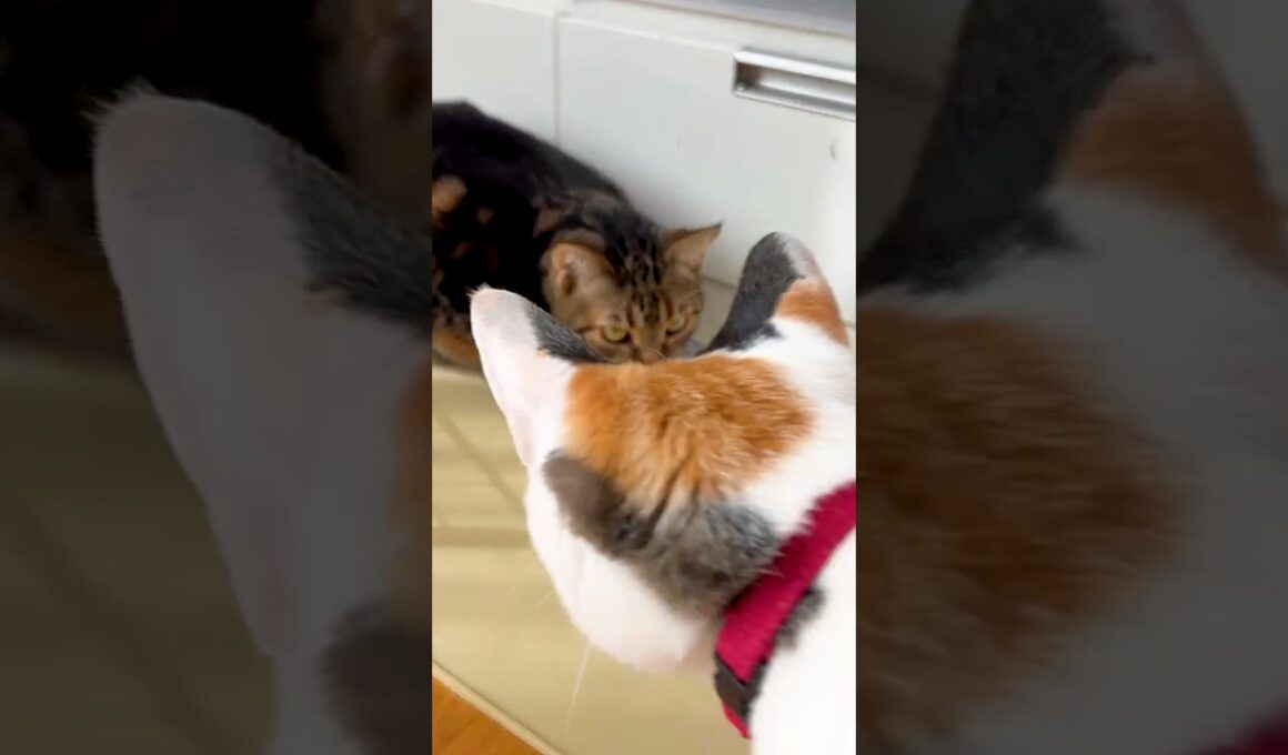 アメショーと三毛猫の水の飲み方が違い過ぎて可愛い！　 #cat #三毛猫 #猫#アメショー