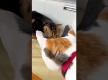 アメショーと三毛猫の水の飲み方が違い過ぎて可愛い！　 #cat #三毛猫 #猫#アメショー