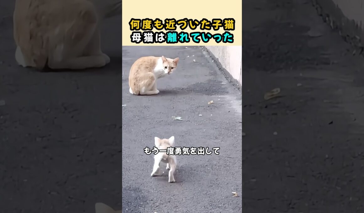 何度も近づいた子猫…母猫は離れていった