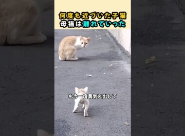 何度も近づいた子猫…母猫は離れていった