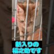 柴犬が保護猫と初対面した結果…（Shiba Inu Meets Rescue Cat for the First Time.) #子猫 #保護猫