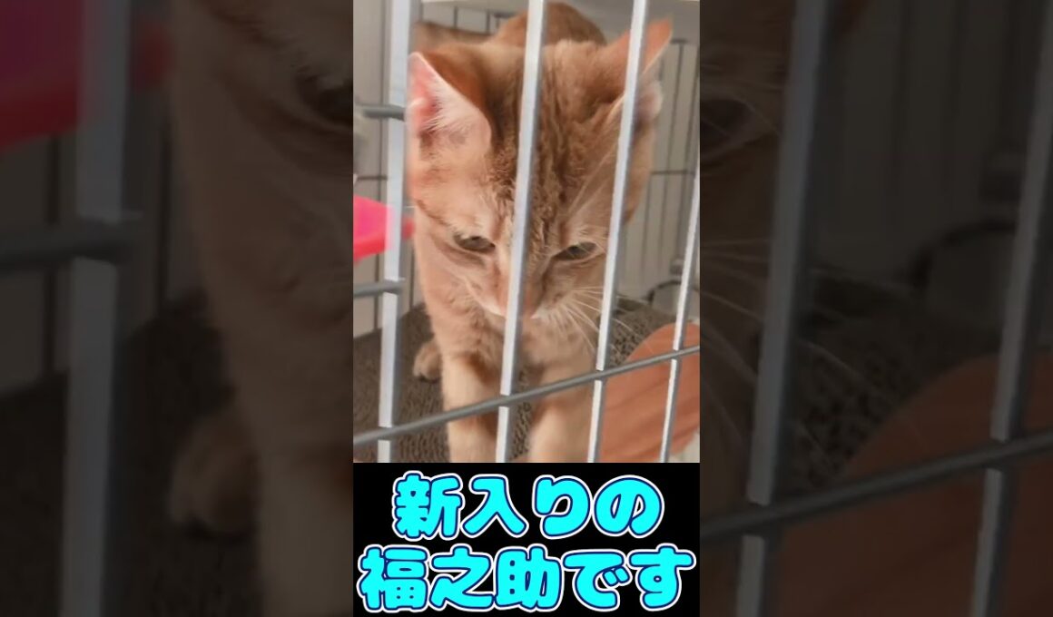 柴犬が保護猫と初対面した結果…（Shiba Inu Meets Rescue Cat for the First Time.) #子猫 #保護猫