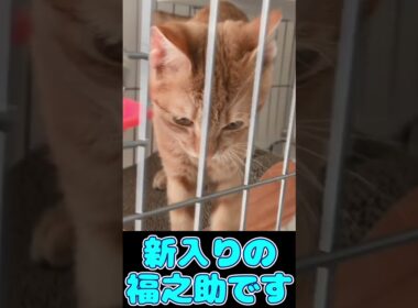 柴犬が保護猫と初対面した結果…（Shiba Inu Meets Rescue Cat for the First Time.) #子猫 #保護猫