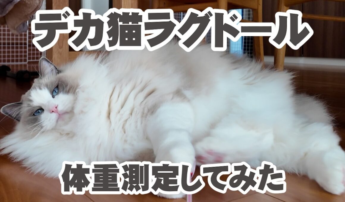 デカ猫ラグドール✨体重測定してみた✨✨