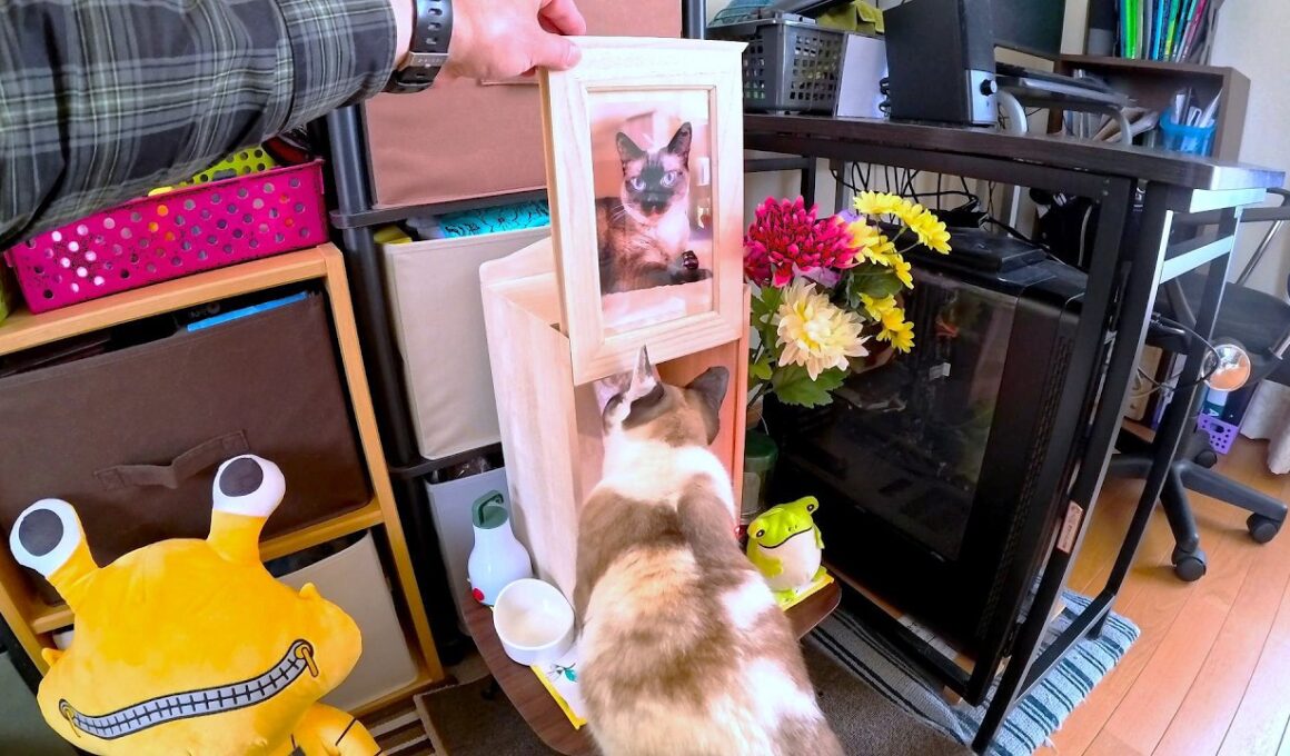 【月命日】亡くなって２ヶ月経った姉シャム猫の骨壺に拝む妹ペポ🗽