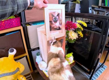【月命日】亡くなって２ヶ月経った姉シャム猫の骨壺に拝む妹ペポ🗽