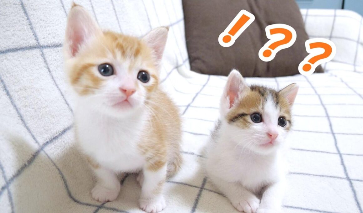 ミルクに気付いた子猫達のテンションやばすぎ【赤ちゃん猫　保護猫】