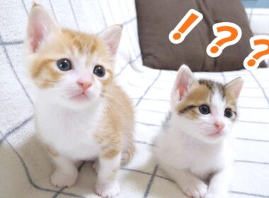 ミルクに気付いた子猫達のテンションやばすぎ【赤ちゃん猫　保護猫】