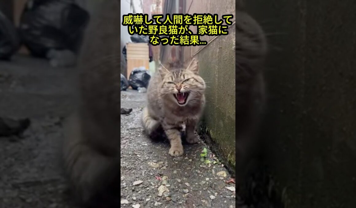 【涙腺崩壊】「ギャー！」と威嚇して人間を拒絶していた野良猫が、家猫になった結果…