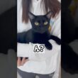 抱っこ大好き黒猫ボンベイ　#cat #ねこ #ねこのいる暮らし #ねこのいる生活 #ねこ動画 #猫 #猫好きさんと繋がりたい #かわいい #癒やし #甘えん坊