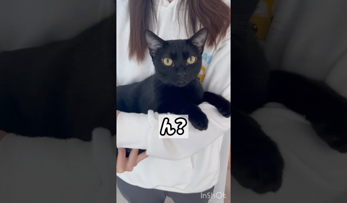 抱っこ大好き黒猫ボンベイ　#cat #ねこ #ねこのいる暮らし #ねこのいる生活 #ねこ動画 #猫 #猫好きさんと繋がりたい #かわいい #癒やし #甘えん坊