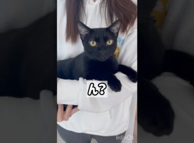 抱っこ大好き黒猫ボンベイ　#cat #ねこ #ねこのいる暮らし #ねこのいる生活 #ねこ動画 #猫 #猫好きさんと繋がりたい #かわいい #癒やし #甘えん坊