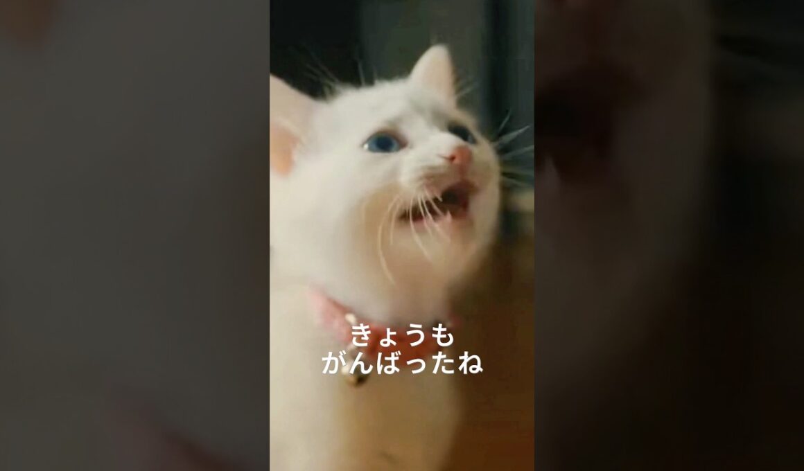 猫　きょうもがんばったね。