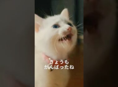 猫　きょうもがんばったね。