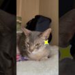 アビシニアンとは その69 押入れ隠れ家が大好きな猫 #shorts #猫 #アビシニアン