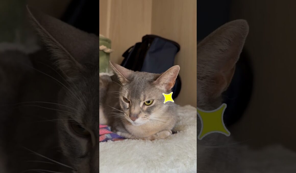 アビシニアンとは その69 押入れ隠れ家が大好きな猫 #shorts #猫 #アビシニアン