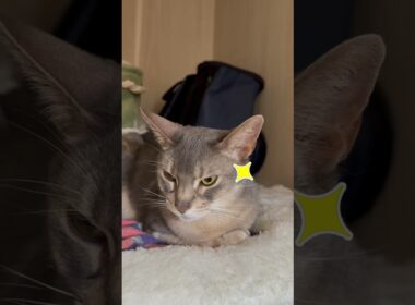 アビシニアンとは その69 押入れ隠れ家が大好きな猫 #shorts #猫 #アビシニアン