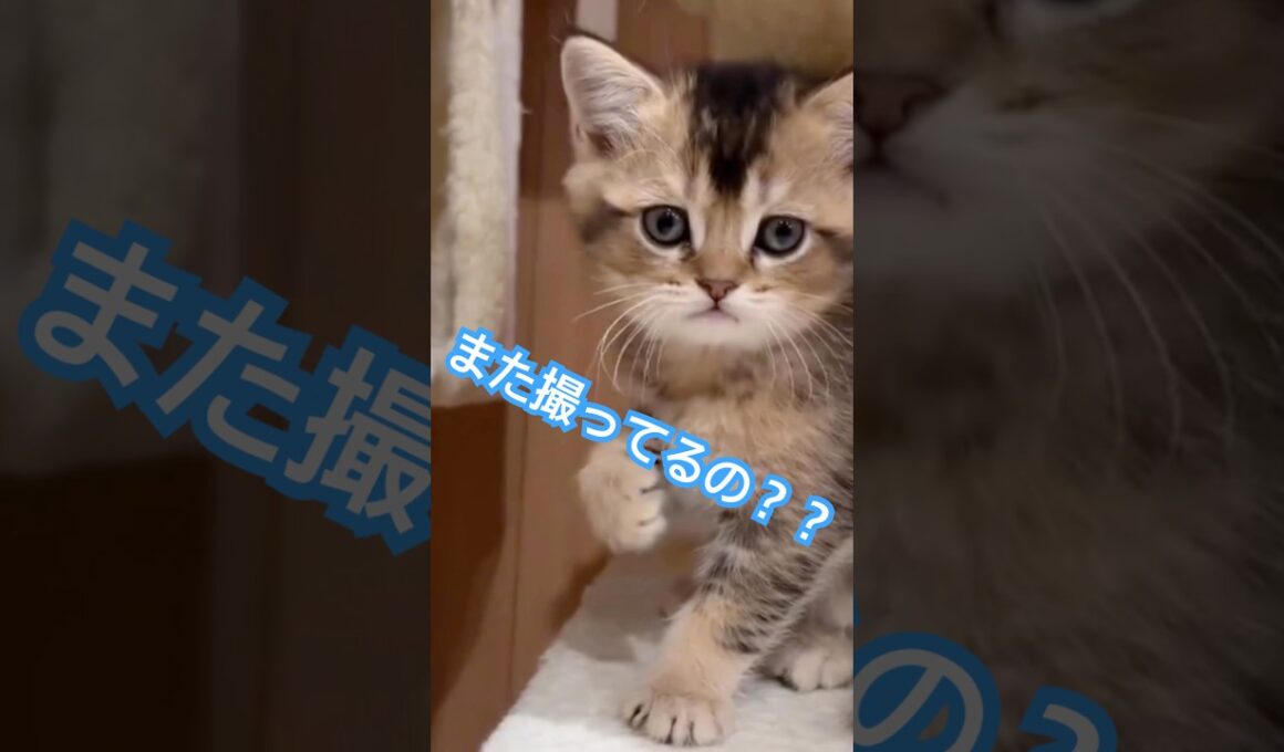 撮られてるのに気づいた子猫の仕草が可愛いすぎる🐈✨#shorts #子猫 #猫