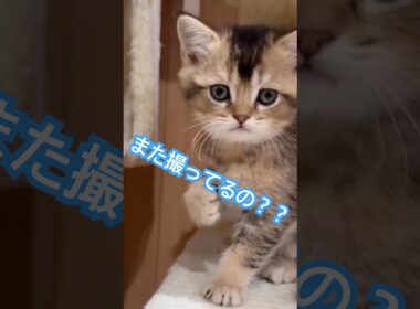 撮られてるのに気づいた子猫の仕草が可愛いすぎる🐈✨#shorts #子猫 #猫