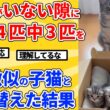 【2ch動物スレ】子猫4匹のうち3匹をそっくりな別の子猫と入れ替える→母猫の行動が予想外ｗｗｗｗｗ