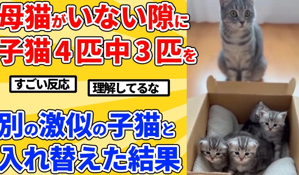 【2ch動物スレ】子猫4匹のうち3匹をそっくりな別の子猫と入れ替える→母猫の行動が予想外ｗｗｗｗｗ