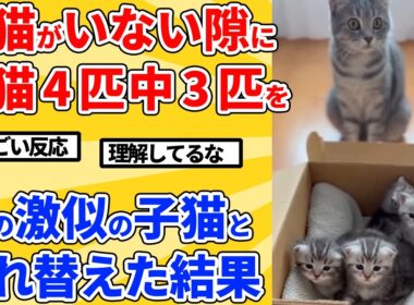 【2ch動物スレ】子猫4匹のうち3匹をそっくりな別の子猫と入れ替える→母猫の行動が予想外ｗｗｗｗｗ
