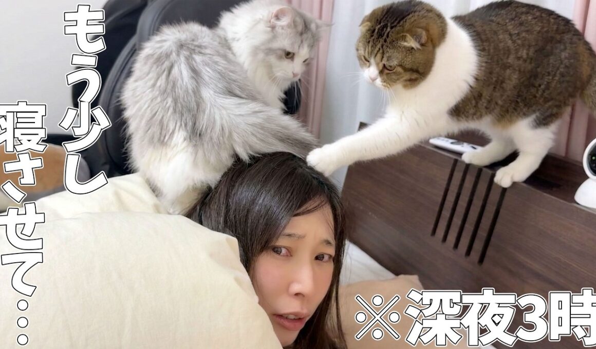 深夜3時に子猫に踏まれて、パパ猫に叩かれて起こされました…