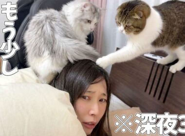 深夜3時に子猫に踏まれて、パパ猫に叩かれて起こされました…