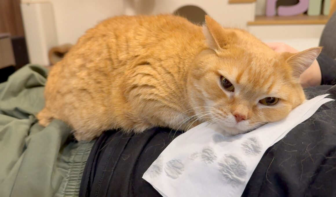 ブロンコビリーなら行けそうな猫