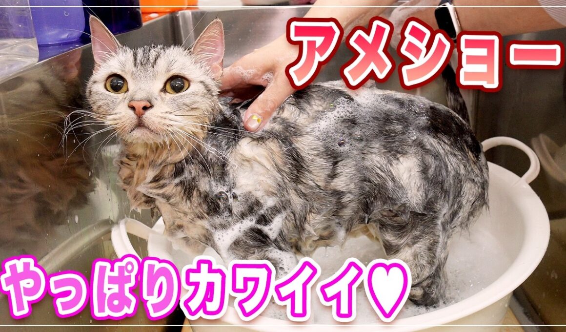 【クレアちゃん】年に一回サロンに来るアメショーが可愛すぎた【アメショー】