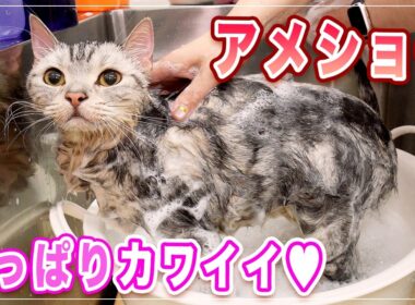 【クレアちゃん】年に一回サロンに来るアメショーが可愛すぎた【アメショー】